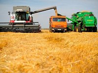 На полях района полным ходом идет уборка чечевицы и ячменя
