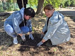 Выпускники-2026 заложили «Зеленое наследие»: на память о себе и будущим первоклассникам