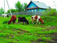 Соблюдайте правила содержания, выпаса и прогона скота!