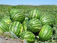 В Саратовской области приступили к уборке самых северных в мире арбузов 